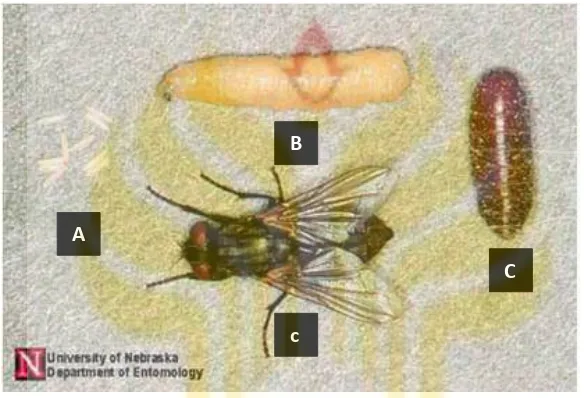 Gambar 1. Fase perkembangbiakan lalat M. domestica. A: telur,  