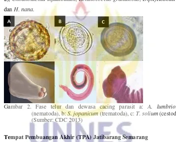Gambar 2. Fase telur dan dewasa cacing parasit a:  A. lumbrioides 