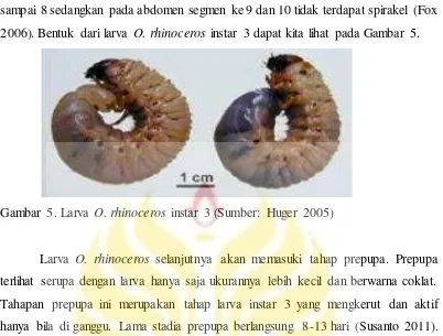 Gambar 5. Larva O. rhinoceros instar 3 (Sumber: Huger 2005) 