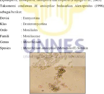 Gambar 3. Konidia  M. anisopliae perbesaran 400x (Dokumen pribadi) 