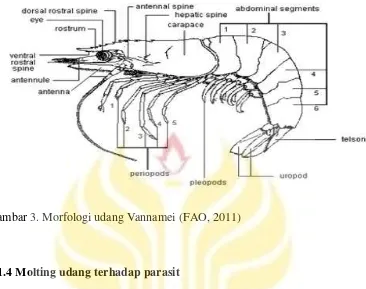 Gambar 3. Morfologi udang Vannamei (FAO, 2011) 