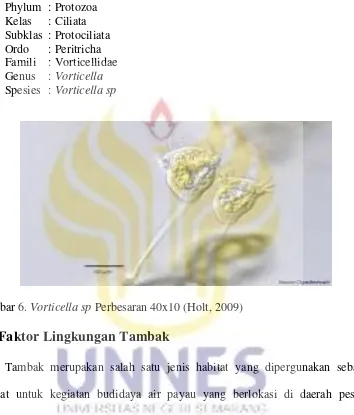 Gambar 6. Vorticella sp Perbesaran 40x10 (Holt, 2009)    