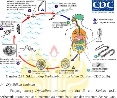 Gambar 2.14. Siklus hidup Diphyllobothrium latum (Sumber: CDC 2016) 