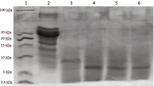 Gambar 1 Profil SDS PAGE dari hidrolisat peptida dari kasein susu kambing. Jalur 1:  marker LMW; jalur 2: isolat kasein; jalur 3-6: hasil hidrolisis kasein selama 0,1,2,3 menit 
