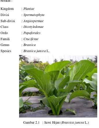 Gambar 2.1  : Sawi Hijau (Brassica juncea L.) 