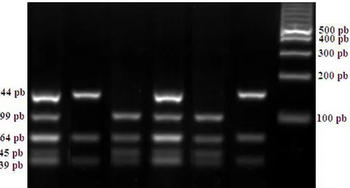Gambar 2. Visualisasi hasil PCR-RFLP gen MSTN|BsrI pada gel agarose 2.5%