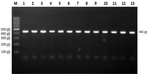 Gambar 2.   Hasil Amplifikasi gen HSP70 pada Gel  Agarose 1,5 % Baris 1 – 13 : Sampel ;  M : Pita DNA  