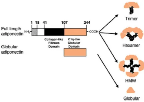 Gambar 1.  Struktur Adiponektin14