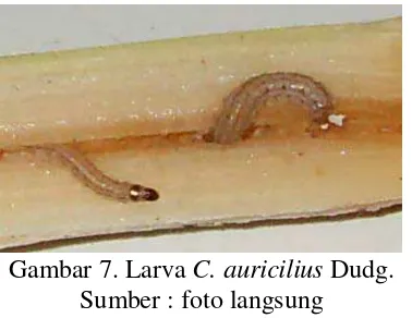 Gambar 6. Telur C. auricilius Dudg. 