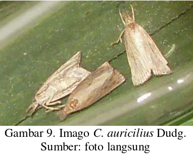 Gambar 8. pupa  C. auricilius Dudg. 