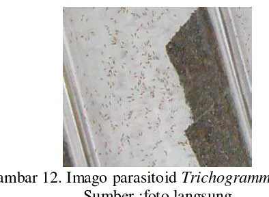 Gambar 12. Imago parasitoid  Trichogramma spp 