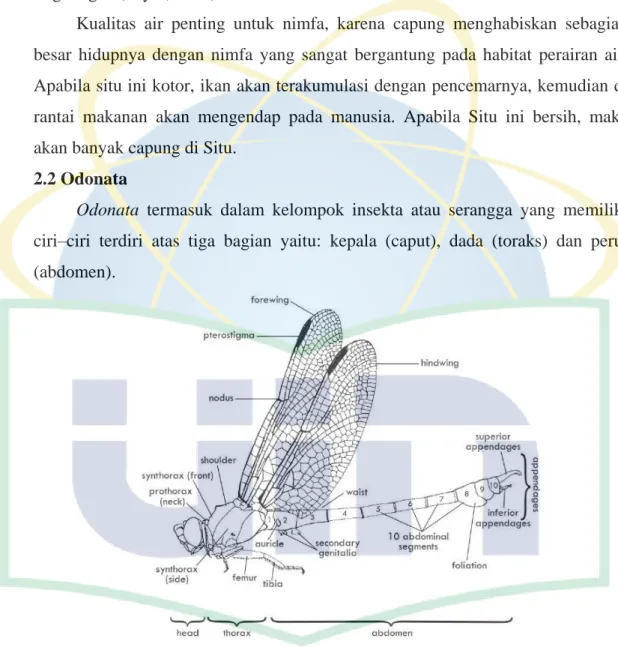 Gambar 2. Topografi capung (Samways, 2008) 