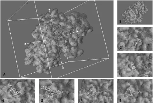 Figure 2-  Docking binding energy (kcal/mol) of top thirteen 3D-molecular screening using Vina on Staphylococcus aureus dehydrosqualene synthase protein (2ZCO), diketopiperazine derivates = DKPin4, DKPin2, 07038 and van-piper (VAN-DKP); curcumin analogues = HG02, PG02, 0702bR, and 0702aR; others are reference compounds from 3D-MIMICs Database 