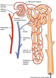 Gambar 1.  Nefron yang dilalui oleh pembuluh darah yang berperan pada sistem urinaria (Scanlon dan Sanders, 2007)