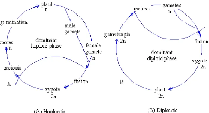 Gambar 1. Siklus hidup yang bersifat haplontik dan diplontik 