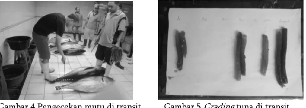 Gambar 4 Pengecekan mutu di transit   Gambar 5  Grading  tuna di transit 