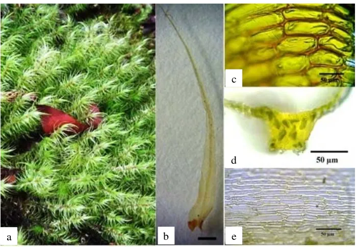 Gambar 1. Dicranoloma dicarpum: a. habitus, b. daun (skala = 1 mm), c. detil sel alar, d