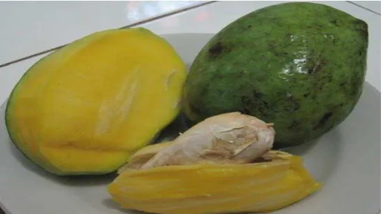 Gambar 2.1. Buah dan Biji Kweni 