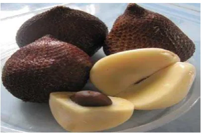 Gambar 2.2. Buah Salak 