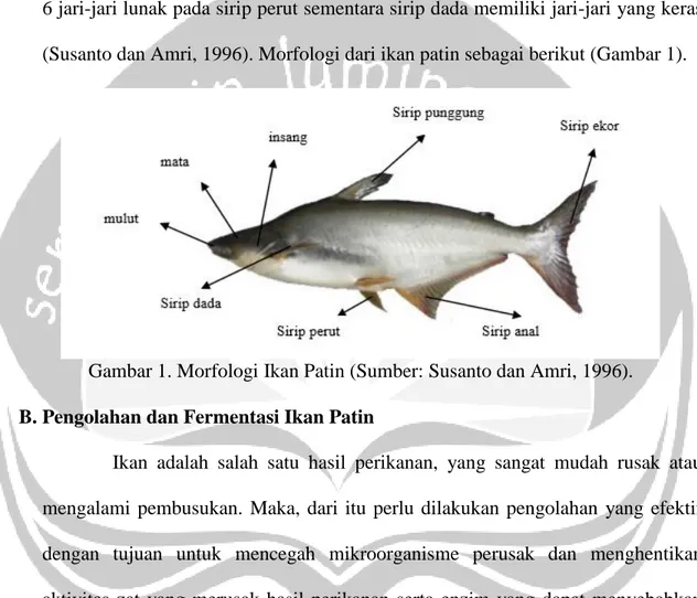 Gambar 1. Morfologi Ikan Patin (Sumber: Susanto dan Amri, 1996).  B. Pengolahan dan Fermentasi Ikan Patin 
