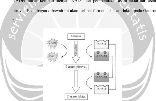 Gambar 2. Bagan Fermentasi Asam Laktat (Abdurahman dkk., 2006). 