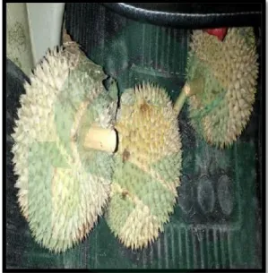 Gambar 1. Buah Durian (Foto pribadi)  Kingdom  :  Plantae  Divisi  :  Spermatophyta  Subdivisi  :  Magnoliophyta  Kelas  :  Dicotyledonae  Ordo  :  Malvales  Family  :  Bombacaceae  Genus  :  Durio 