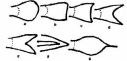Gambar 5 Sisik ikan bertulang sejati (A) : sisik cyloid (i) dan ctenoid