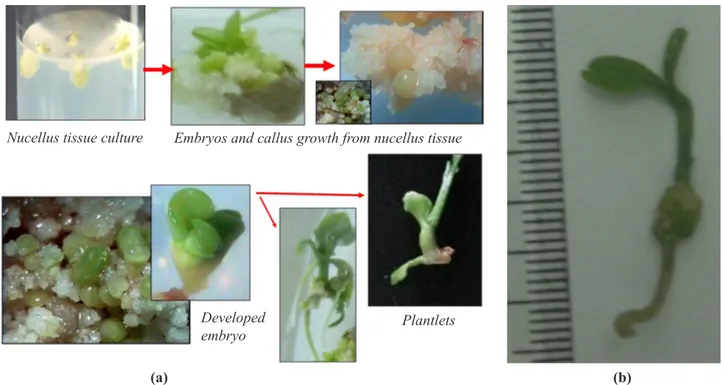 Gambar 1.   Alur produksi plantlet melalui kultur nuselus in vitro (Sumber: Devy et al
