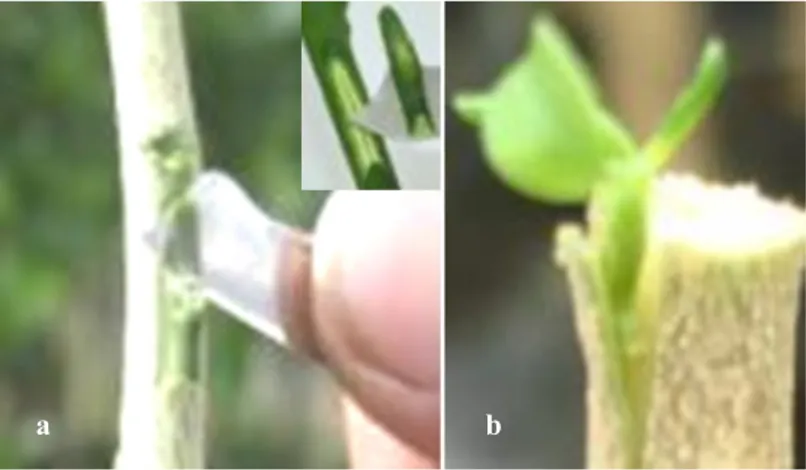 Gambar 2.   Perbanyakan benih jeruk secara okulasi dengan mata tempel asal BPMT (a) dan penyambungan   plantlet  asal regenerasi melalui ES (b) (Sumber : Devy et al