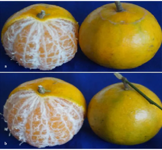 Gambar 8.   Penampilan buah siam Kintamani asal BPMT (a) dan ES (b) [The performance of tangerine  Kintamani fruit derived from BMB  (a) and SE (b)]