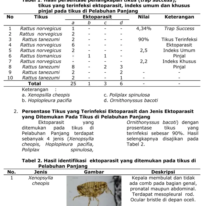 Tabel 2.​ ​Hasil identifikasi  ektoparasit yang ditemukan pada tikus di   Pelabuhan Panjang 