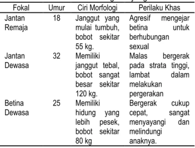 Tabel 1. Karakteristik fokal orangutan yang diamati  Fokal  Umur  Ciri Morfologi  Perilaku Khas  Jantan  Remaja  18  Janggut  yang mulai  tumbuh,  bobot  sekitar  55 kg