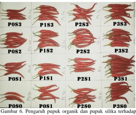 Gambar  6.  Pengaruh  pupuk  organik  dan  pupuk  silika  terhadap  jumlah cabai merah besar (gram) 