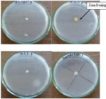 Gambar 1. Pertumbuhan dan zona bening bakteri penghasil fitase isolate 1,3 dan 4 pada medium skrining  padat mengandung Na-Fitat