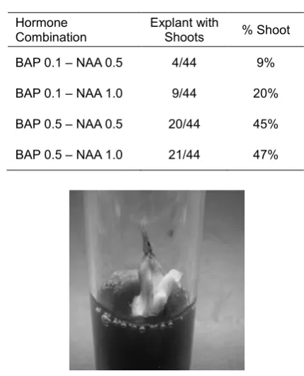 Table 2. Response of the growth hormone combination of BAP and NAA in producing shoots on sago explants after 12 weeks incubation 