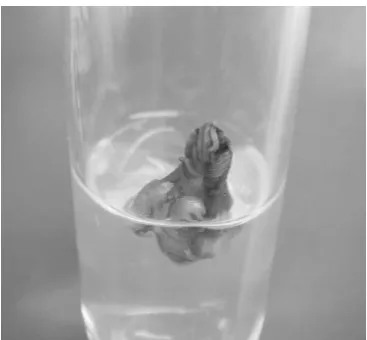 Figure 5. Sago shoots freshness were maintained after 