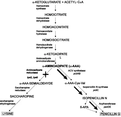 Figure 2.  Biosynthesis pathway of penicillin and lysine in P. chrysogenum (Casqueiro et al