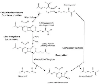 Gambar 2.  Konversi sefalosporin C menjadi 7-ACA menggunakan dua tahap reaksi yang melibatkan enzim DAAO dan glutaril-7- ACA asilase (kiri) dan satu tahap reaksi yang dikatalisis oleh enzim sefalosporin asilase (kanan) (Pollegioni 2008) 