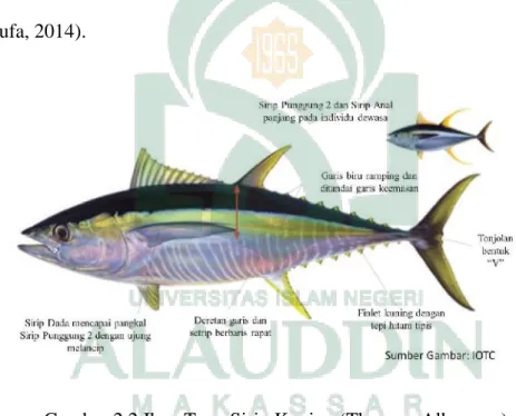 Gambar 2.2 Ikan Tuna Sirip Kuning (Thunnus Albacares) 