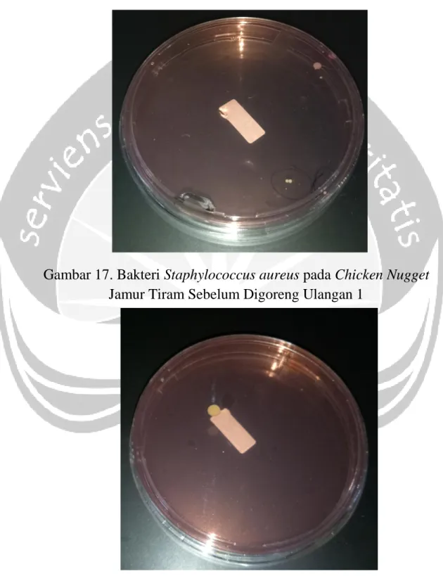 Gambar 17. Bakteri Staphylococcus aureus pada Chicken Nugget  Jamur Tiram Sebelum Digoreng Ulangan 1 