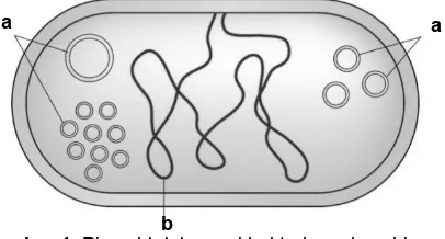 Gambar 1. Plasmid dalam sel bakteri, a: plasmid,    b: kromosom bakteri (Brownj 2010) b 