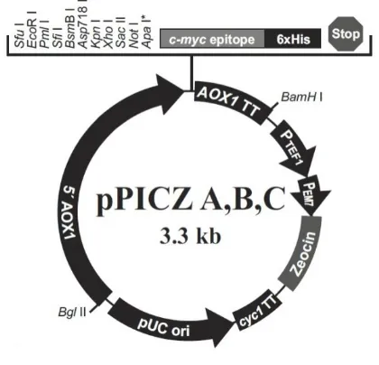 Gambar 2. Plasmid pICZ A (Easyselect Pichia Expression Kit 2015)  