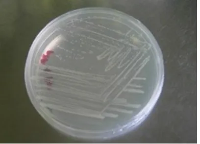 Gambar 3. Regenerasi E .coli yang mengandung plasmid