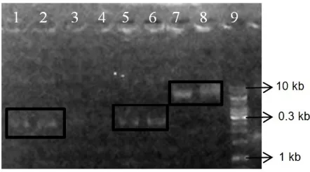 Gambar 4. Elektroforegram plasmid. Sumuran 1-2 hasil isolasi plasmid pICZ A dengan metode Kotchoni, sumuran 5-6 hasil isolasi plasmid pICZ A dengan metode modifikasi, sumuran 7-8 hasil isolasi plasmid pET-21d(+) dengan kit, Marker 1 kb