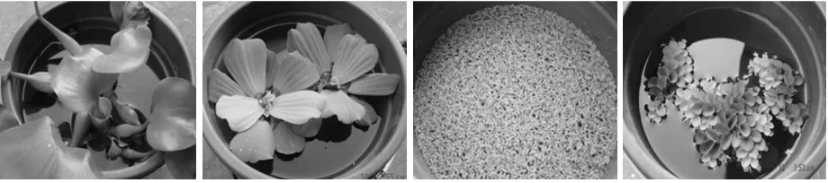 Gambar 1. Tanaman air (dari kiri ke kanan): Eichhornia crassipes, Pistia stratiotes, Lemna minor, dan Salvinia sp