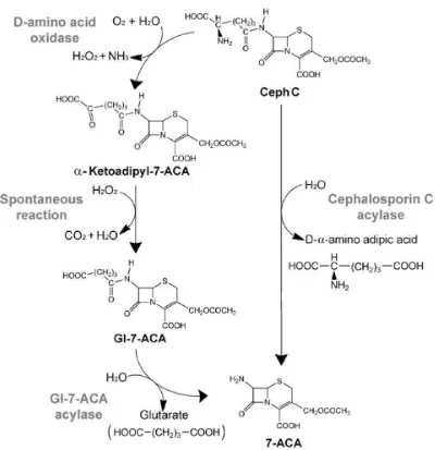 Gambar 1. Biokonversi CPC menjadi 7-ACA secara enzimatik (Pollegioni et al. 2013) 