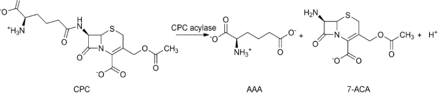 Gambar 2. Mekanisme katalisasi CPC asilase dalam memproduksi 7-ACA (Xiao et al. 2014) 