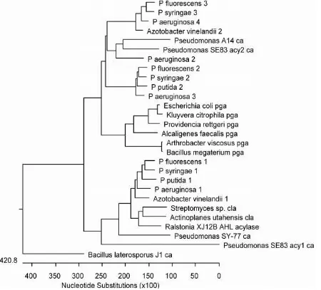 Gambar 3. Hubungan Kekerabatan mikroorganisme penghasil CPC Asilase dalam Pohon Filogenetik (Sio 2004) 