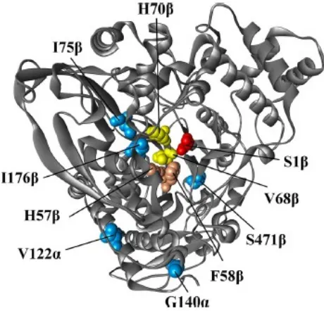 Gambar 4. Model homologi dari sefalosporin asilase SE83 AcyII direpresentasikan dalam bentuk gambar oleh Discovery Studio 2.1 (Accelerys Software Inc., San Diego, CA)