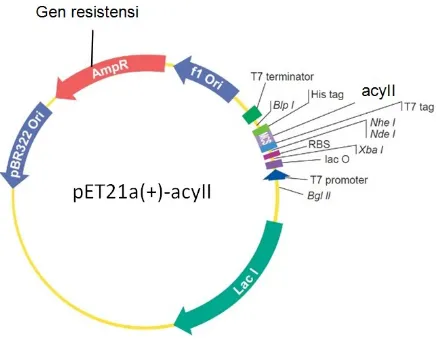 Gambar 2.  Plasmid pET21a(+)-acyII (pET21a(+) 2017) 